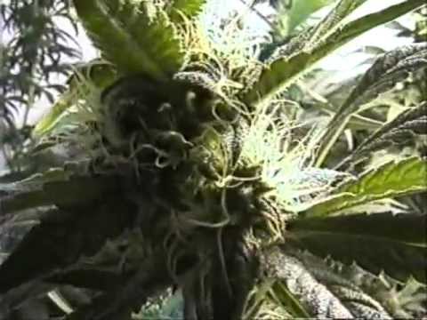 Quality Indoor Marijuana Cultivation – FULL 2 HOURS How to grow marijuana guide
