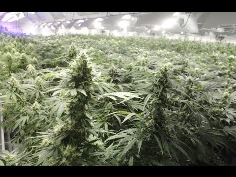 How To: Germinating Cannabis Seeds – Growing Marijuana From Seed