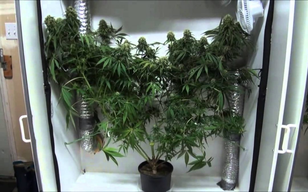 How to Grow in Your Closet! Marijuana Grow Guide.
