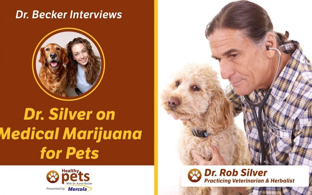 Dr. Becker & Dr. Silver on Medical Marijuana for Pets