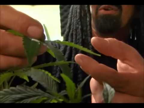 Ultimate Grow – Growing Cannabis Part 1