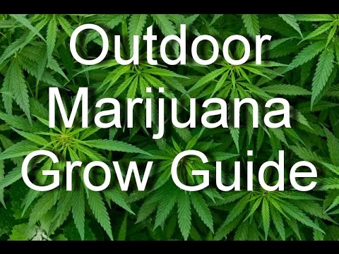 Outdoor Marijuana Grow Guide