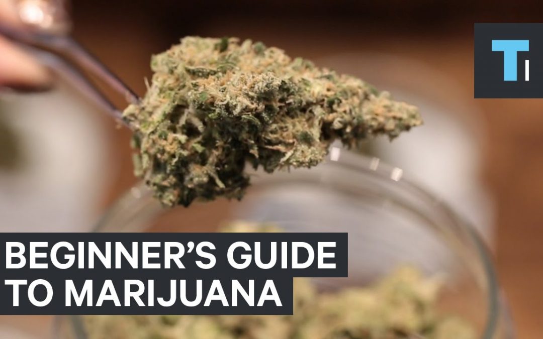 Beginner’s guide to marijuana