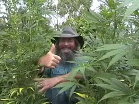 Marijuana  Kog – How To