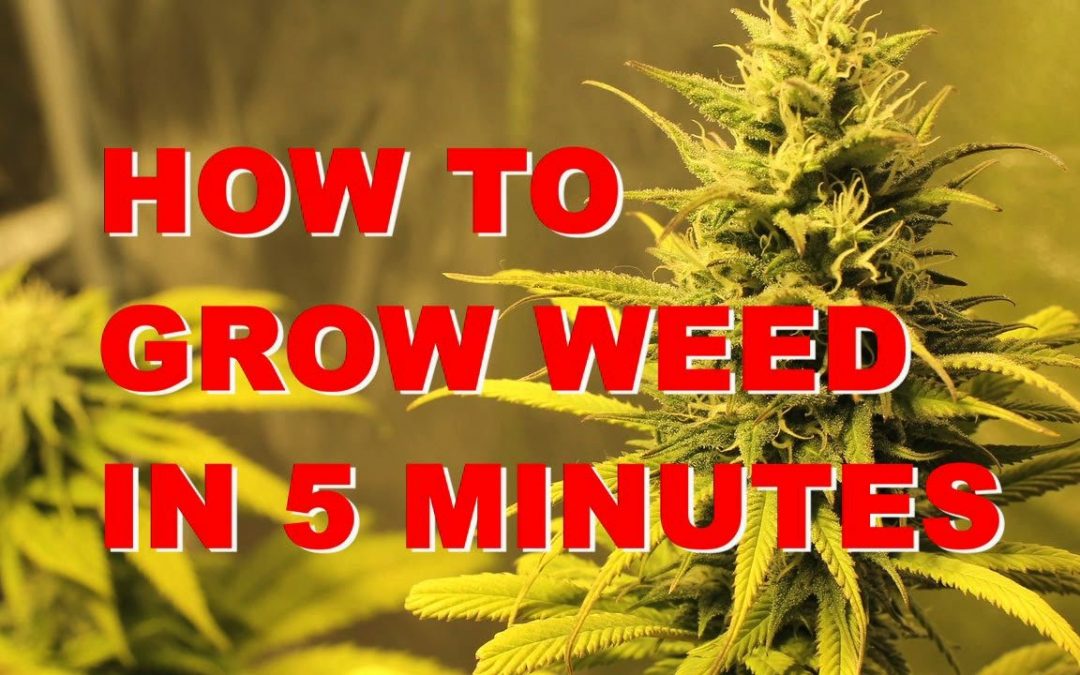 How to Grow Marijuana in 5 minutes